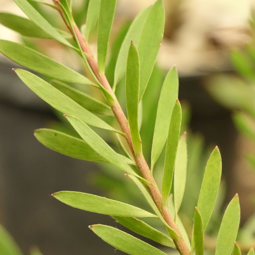 Leucadendron Cheeky 