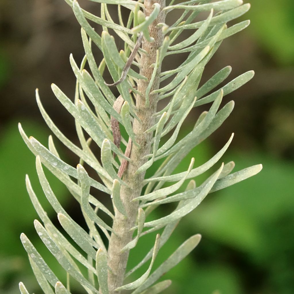 Leucadendron galpinii Carlin 