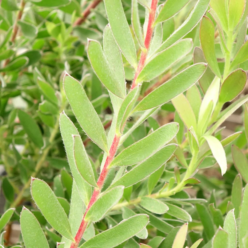 Leucadendron Safari Sunset