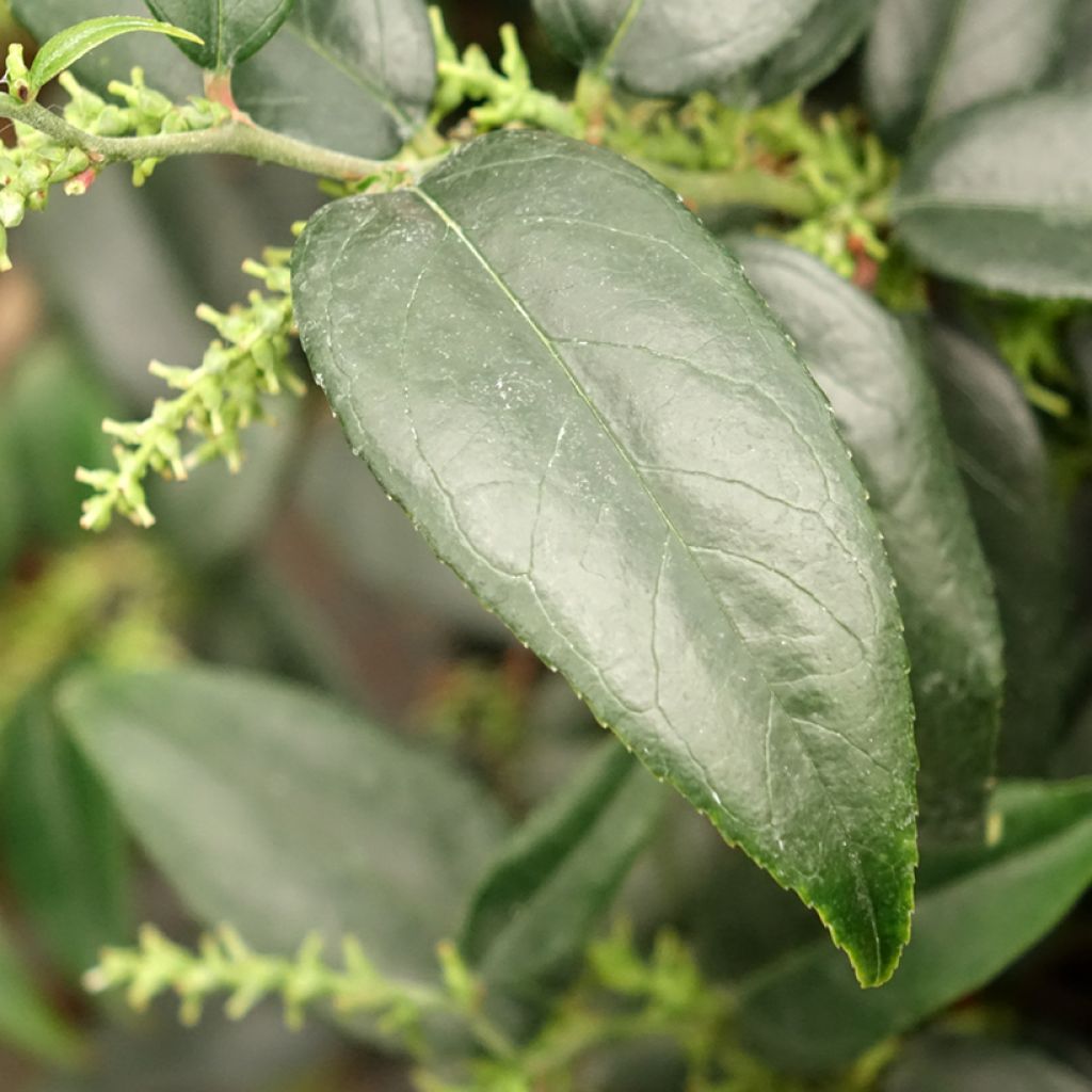 Leucothoe fontesiana Dark Diamond 