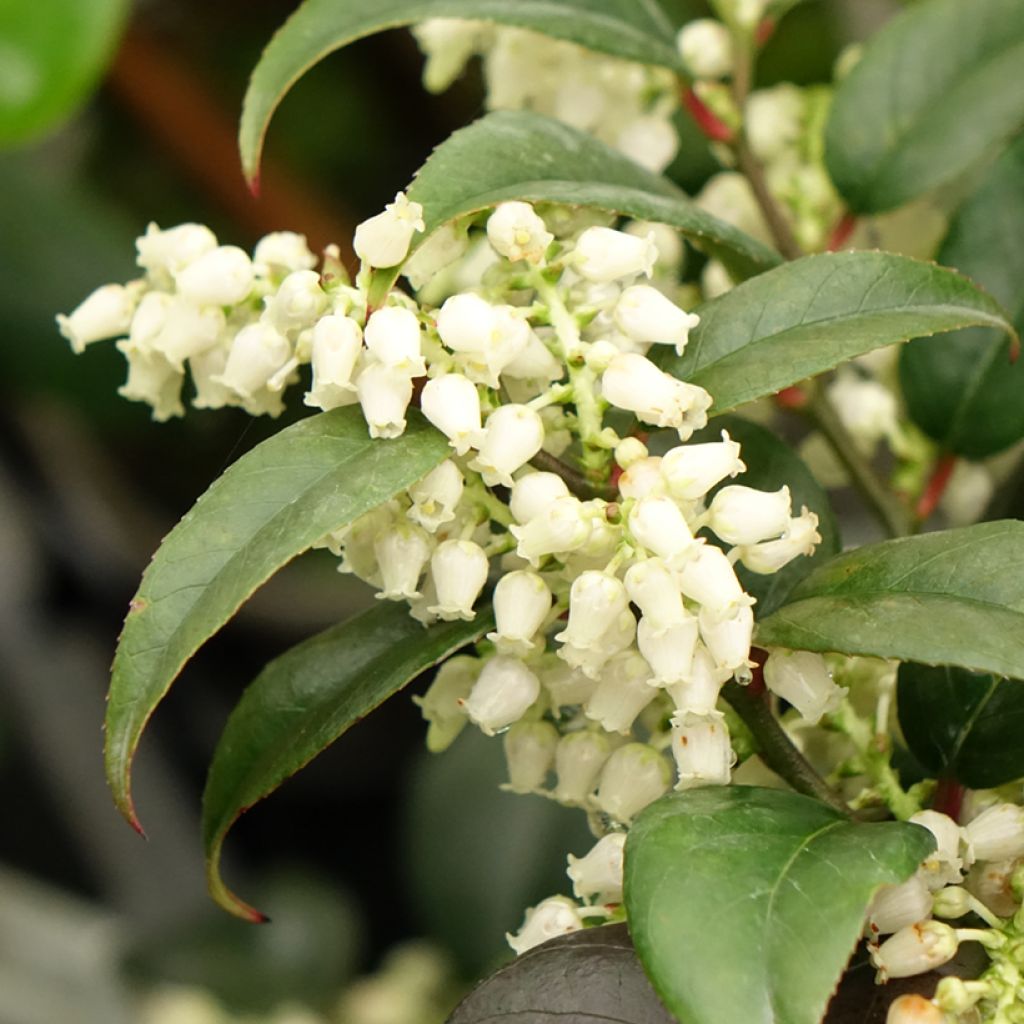 Leucothoe fontesiana Dark Diamond 