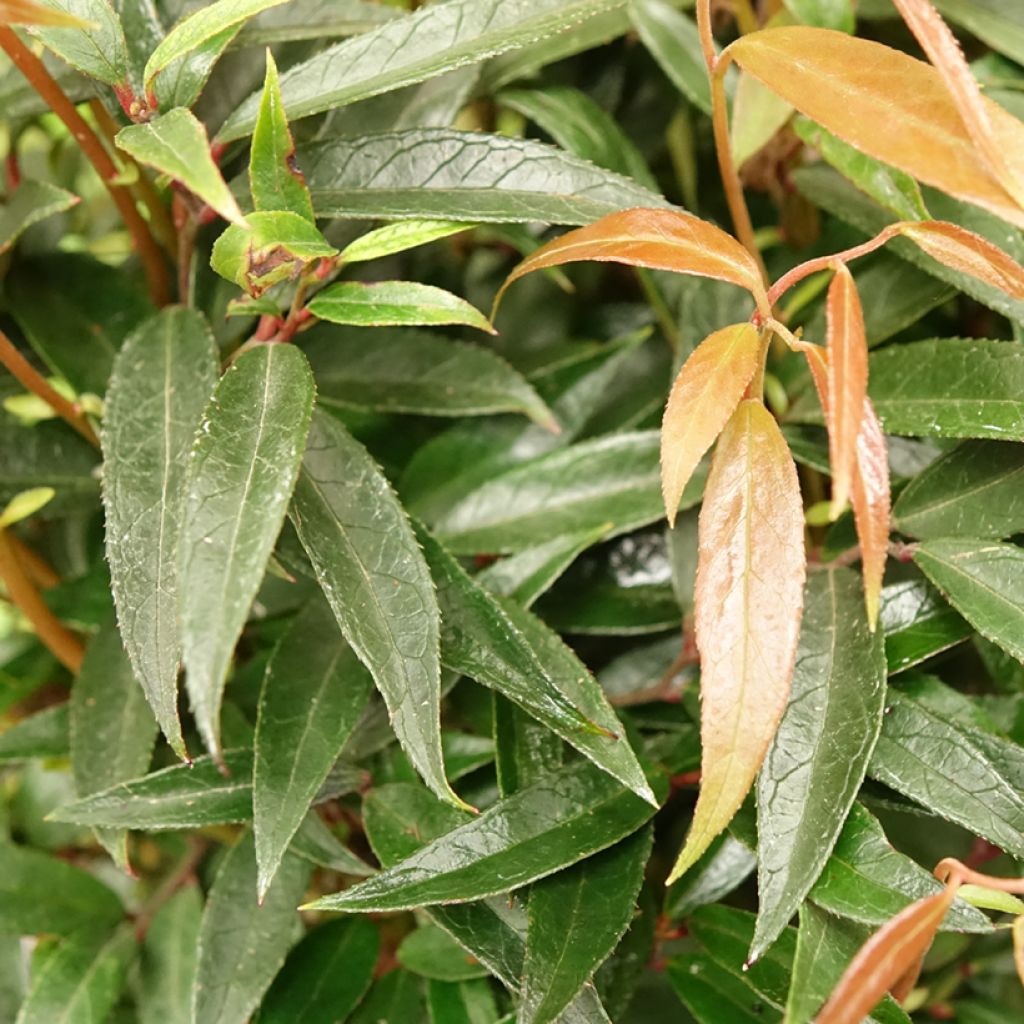 Leucothoe keiskei Burning Love