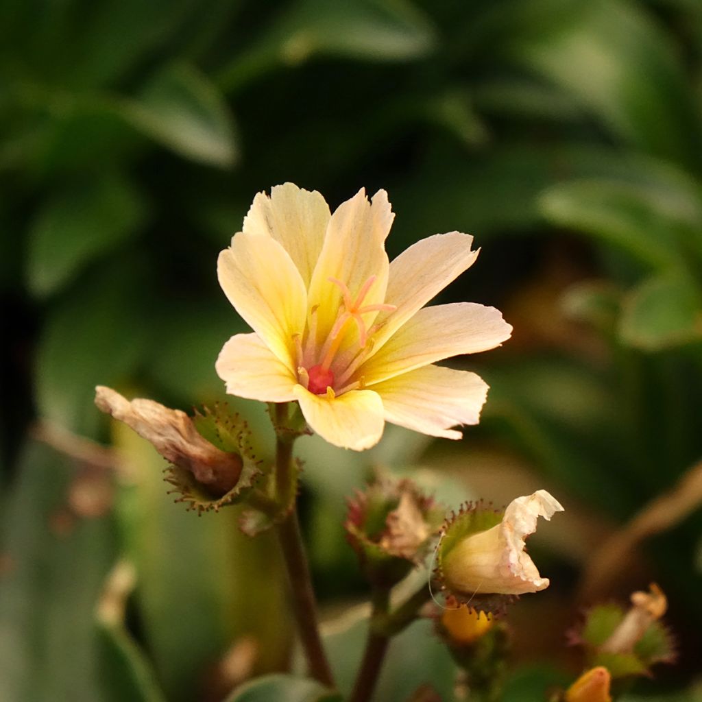 Lewisia Little Peach