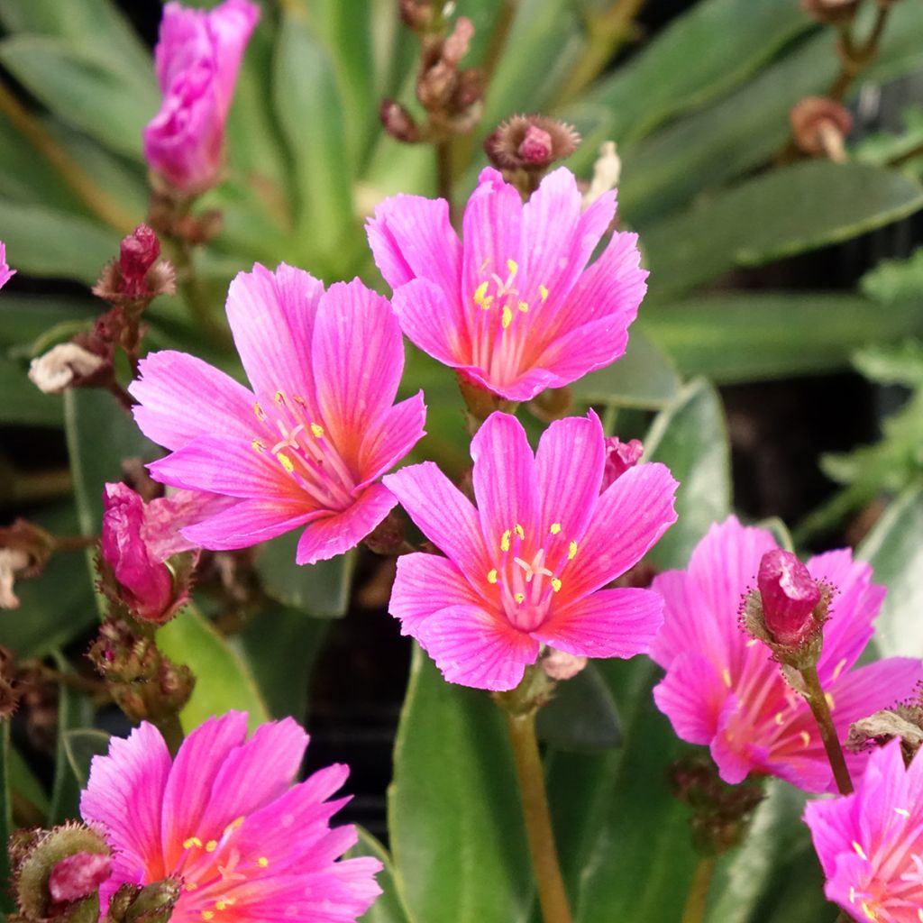 Lewisia Little Raspberry