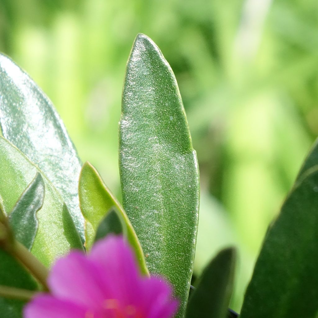 Lewisia Little Raspberry