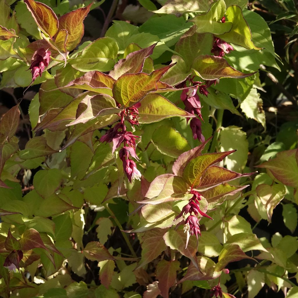 Leycesteria formosa Little Lanterns - Arbre aux faisans