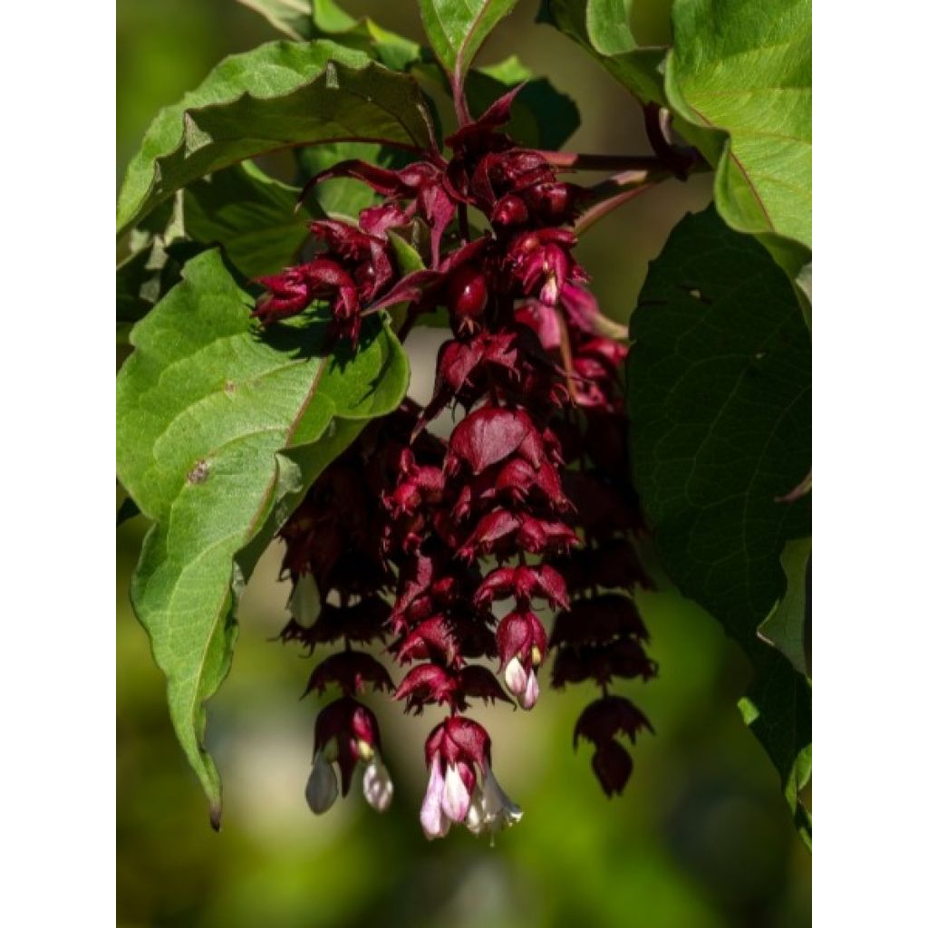 Arbre aux faisans - Leycesteria formosa