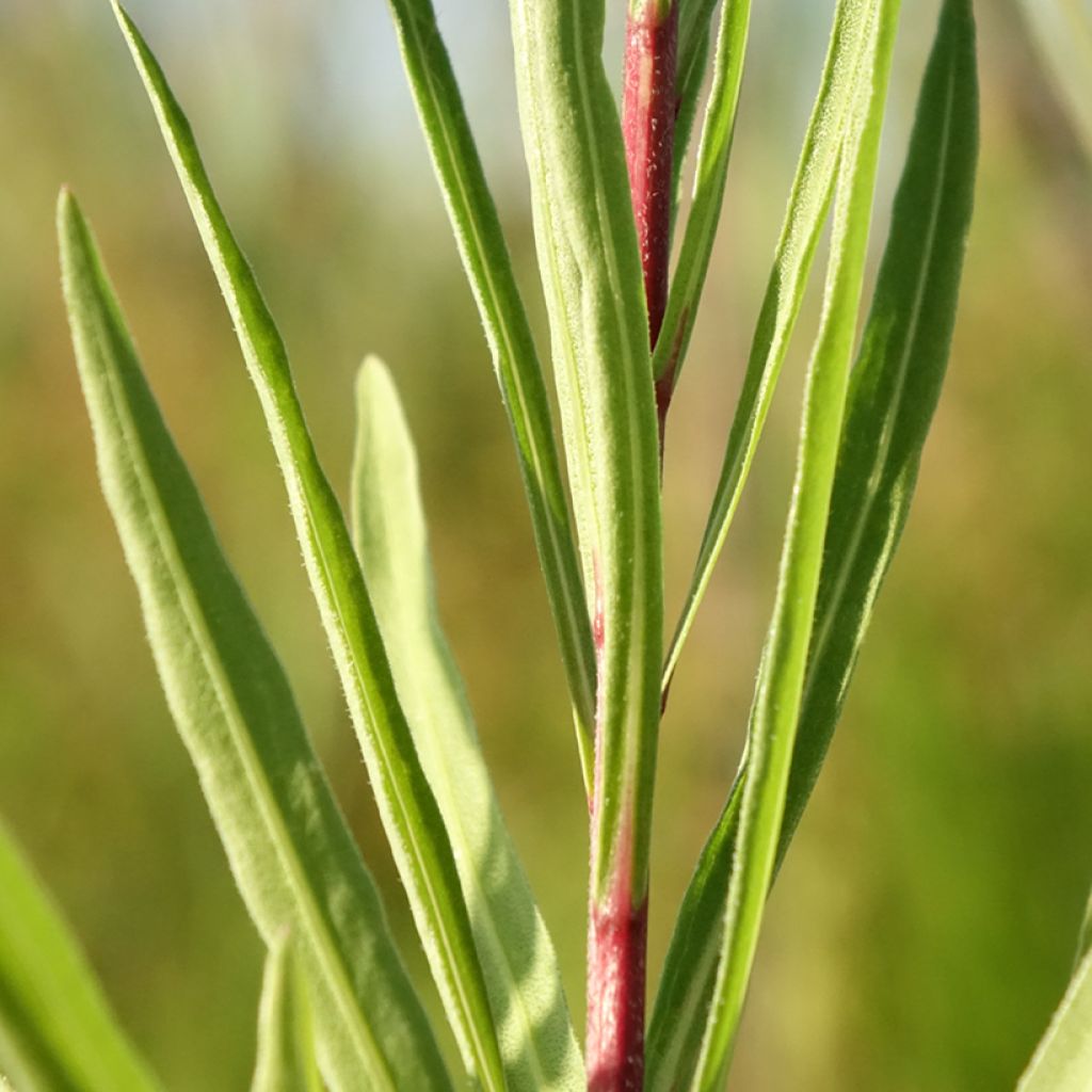 Liatris ligulistylis, Plume du Kansas
