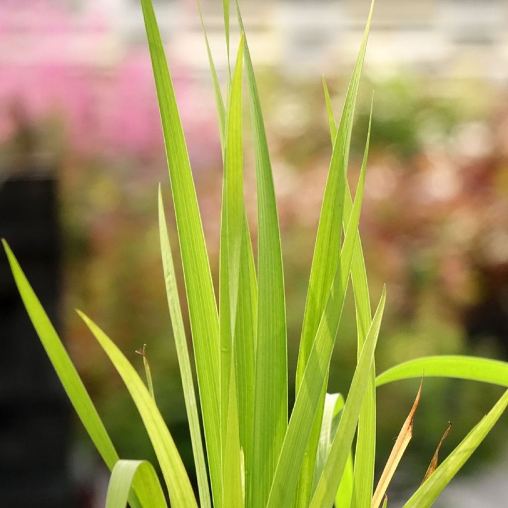 Libertia formosa - Iris du Chili