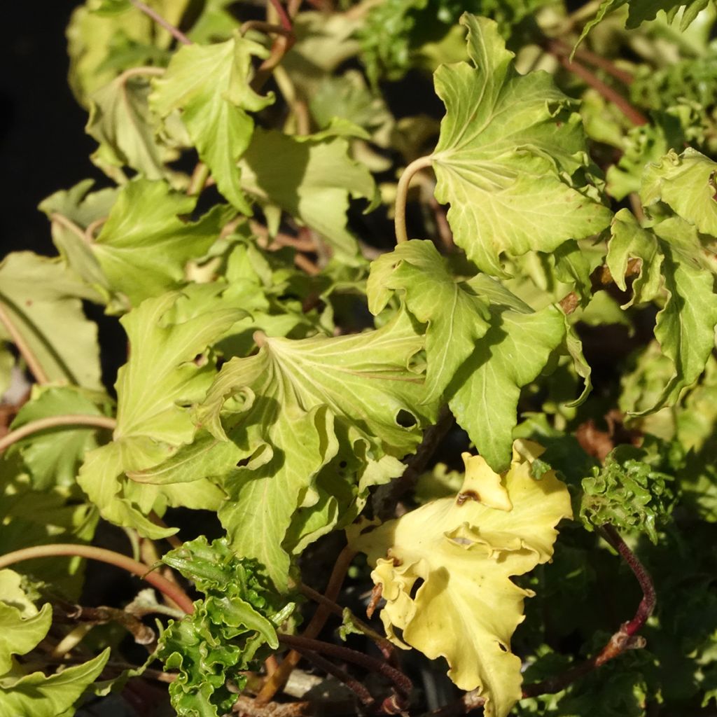 Lierre commun - Hedera helix Filigran