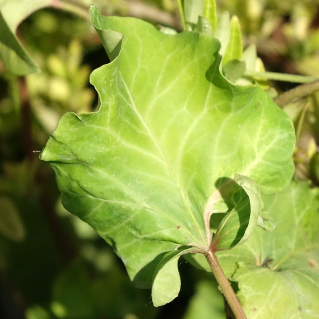 Lierre commun - Hedera helix Obelix