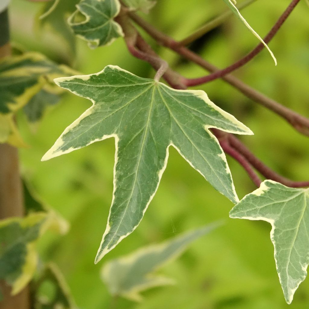 Lierre d'ornement - Hedera helix Yellow Ripple 'Golden Starlight'