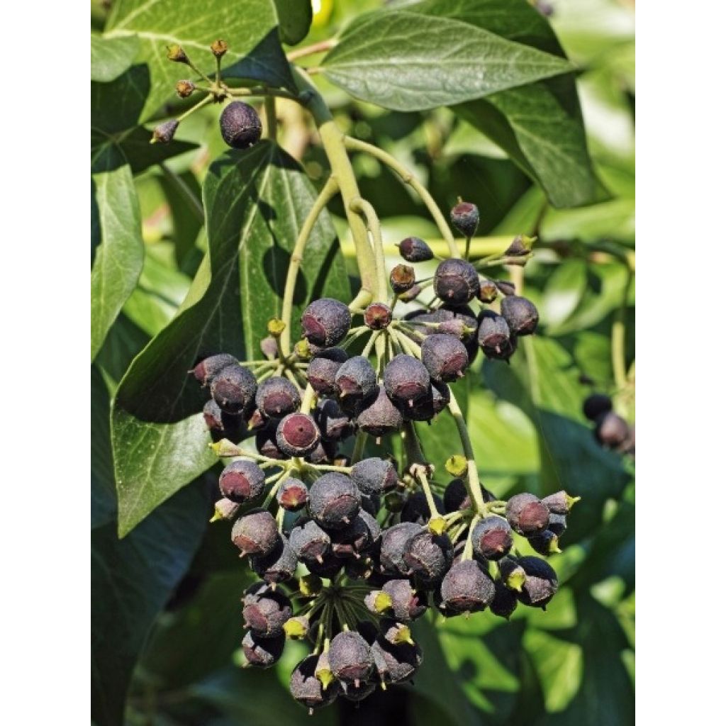 Lierre d'Irlande - Hedera hibernica