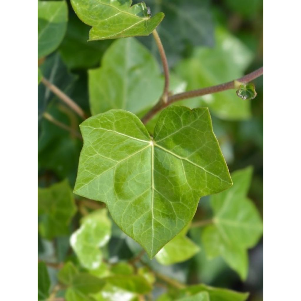 Lierre d'Irlande - Hedera hibernica