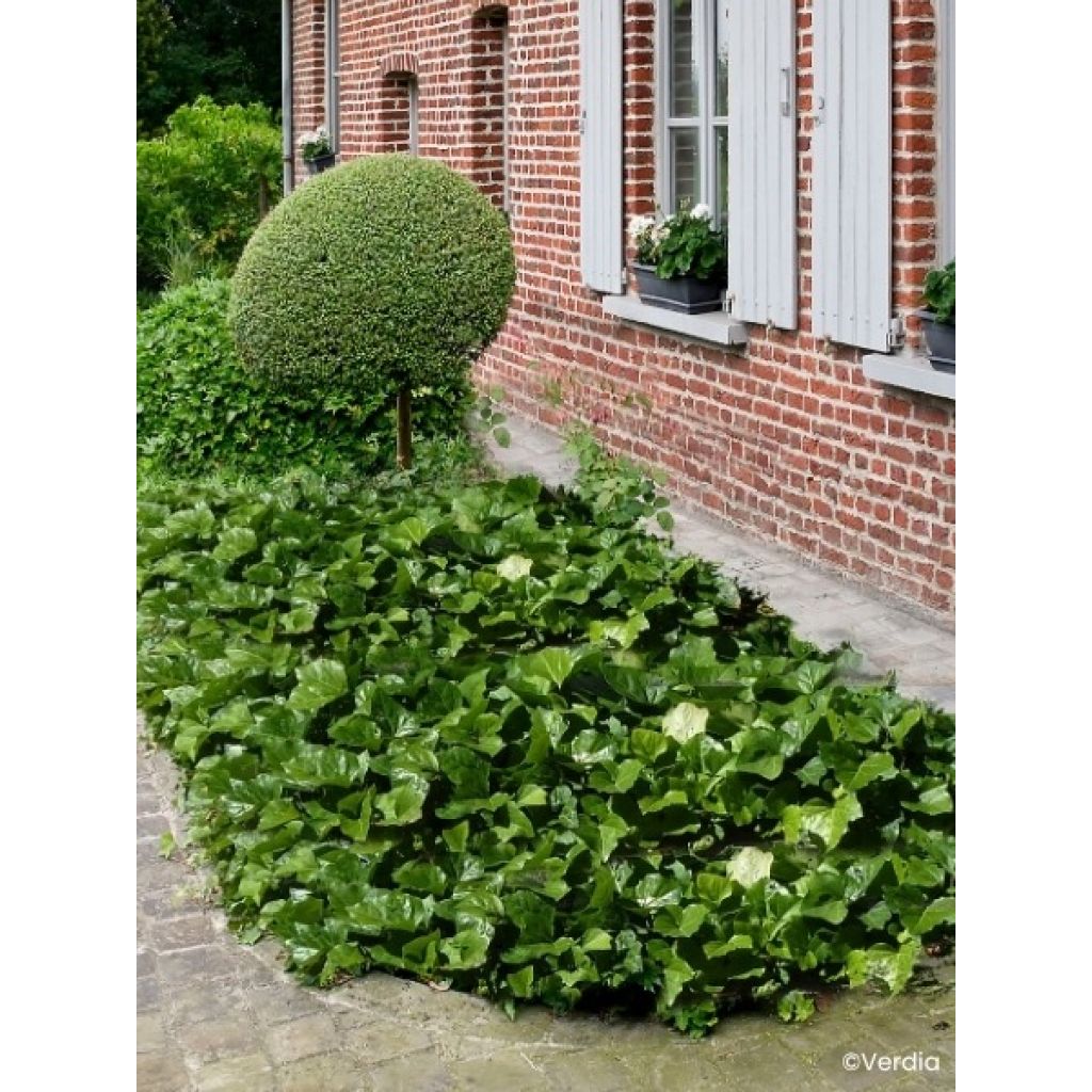 Lierre couvre-sol Hedera Algerian Bellecour®