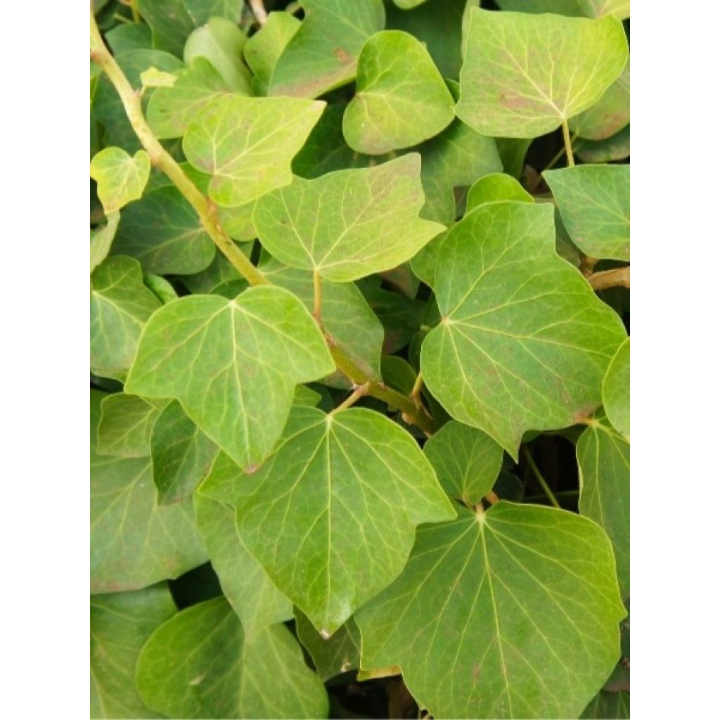Lierre couvre-sol Hedera Algerian Bellecour®