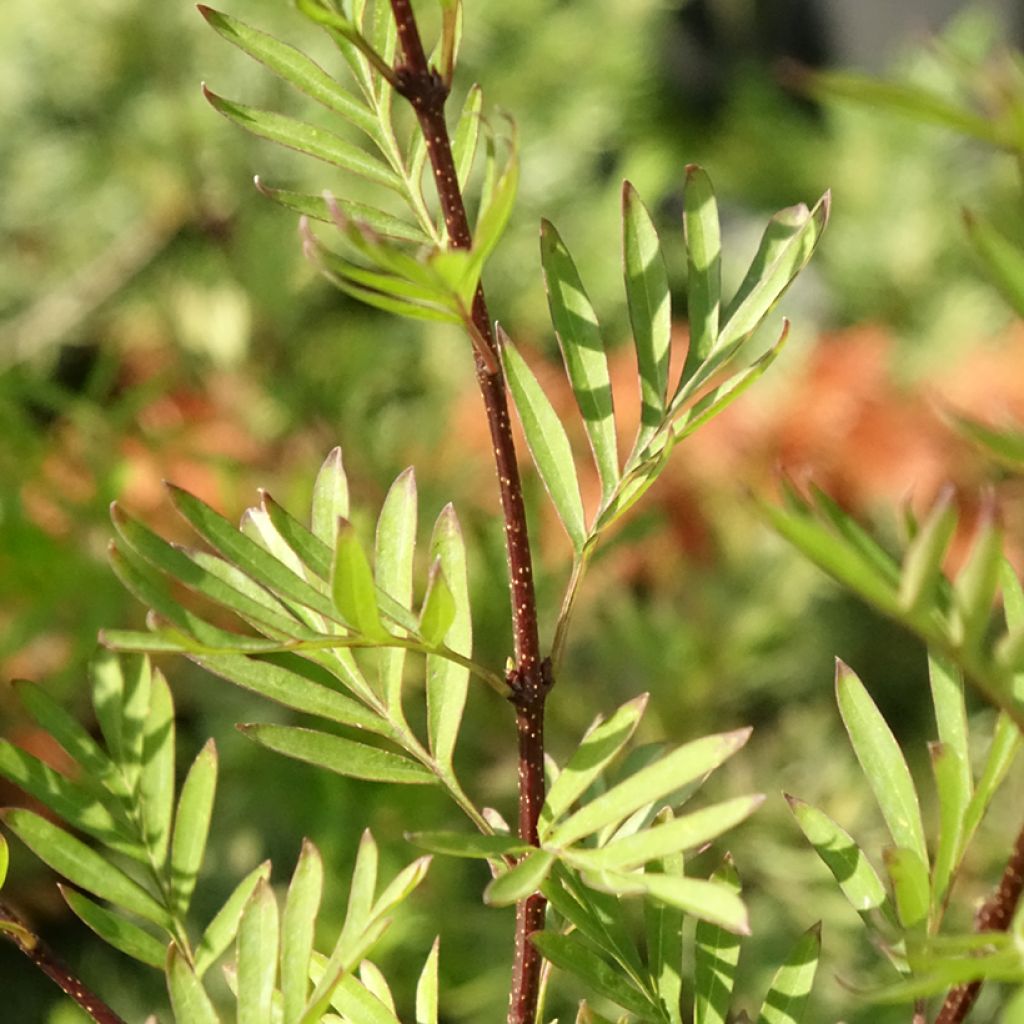 Lilas afghan - Syringa afghanica
