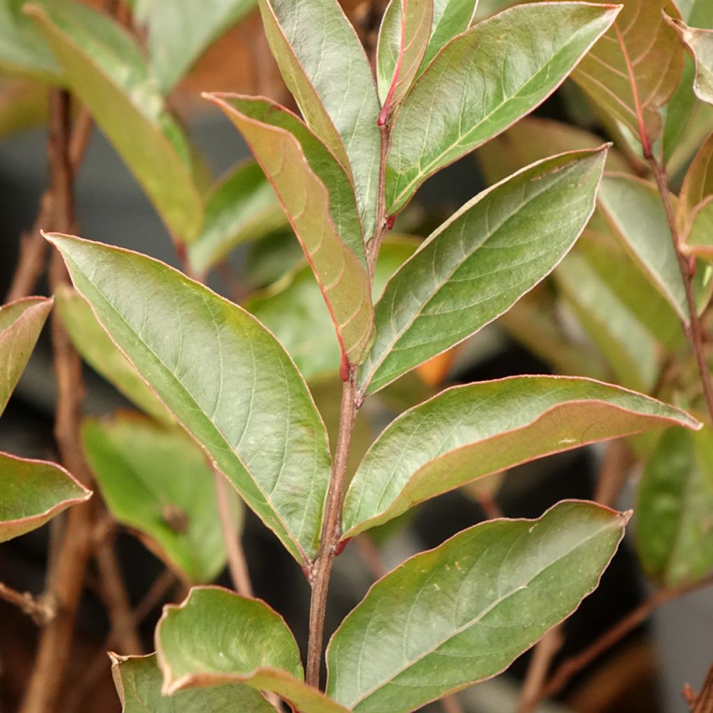 Lilas des Indes - Lagerstroemia indica Enduring Lavender