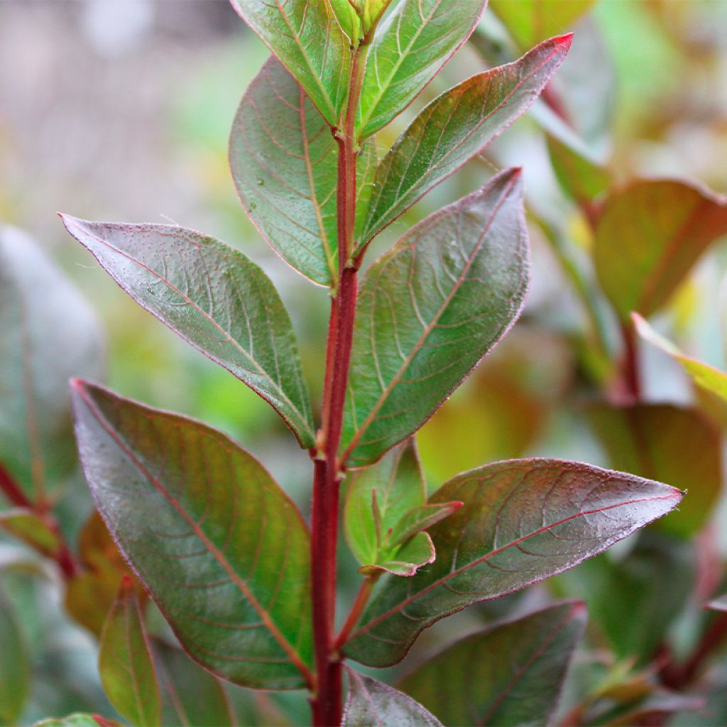 Lilas des Indes - Lagerstroemia indica Enduring Red