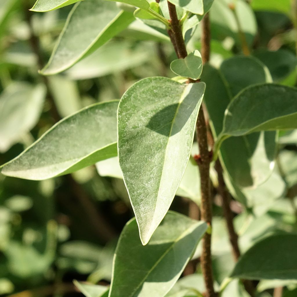 Lilas - Syringa chinensis Saugeana
