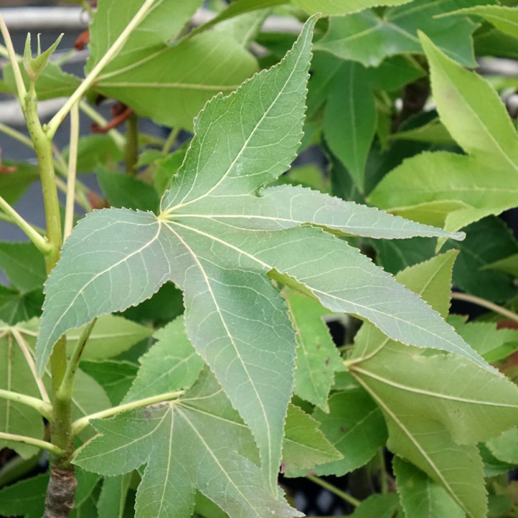 Liquidambar styraciflua Oakville Highlight - Copalme d'Amérique