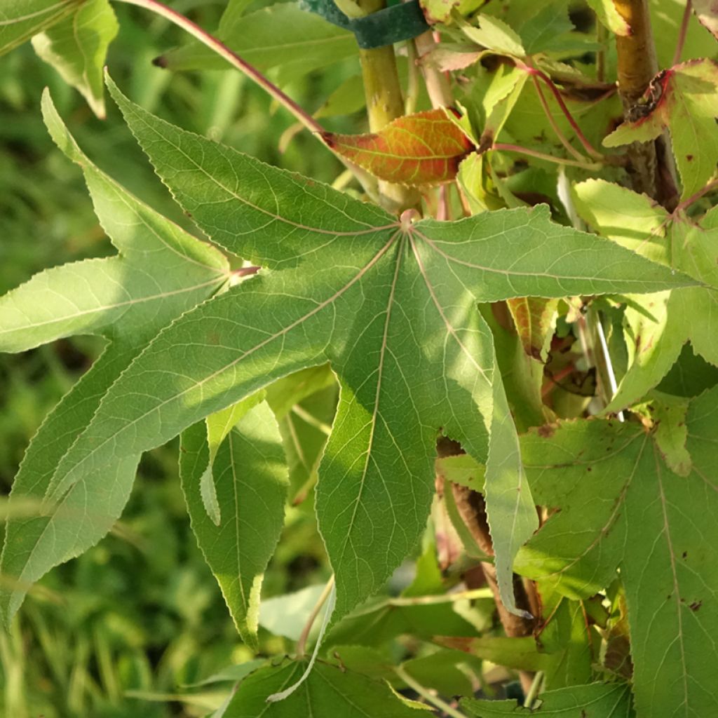 Liquidambar styraciflua Thea - Copalme d'Amérique