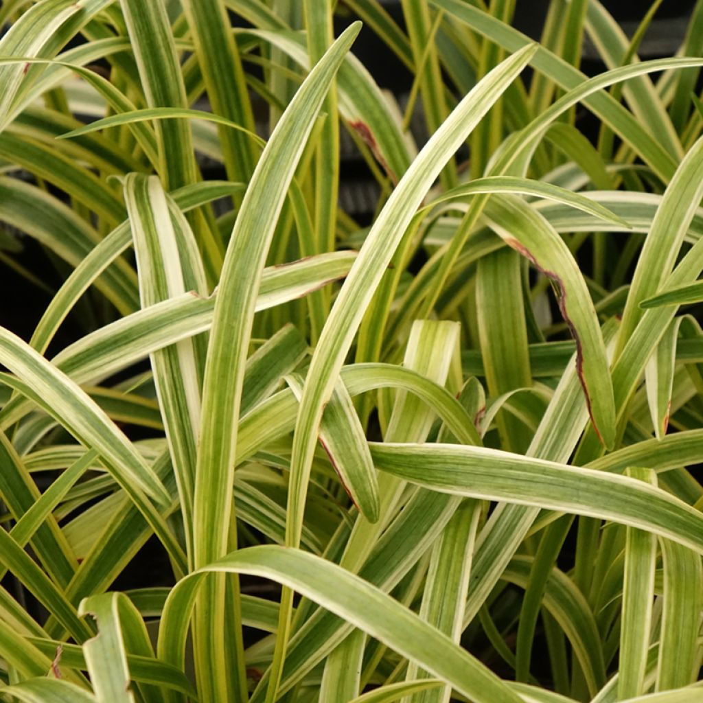 Liriope muscari Silvery Sunproof