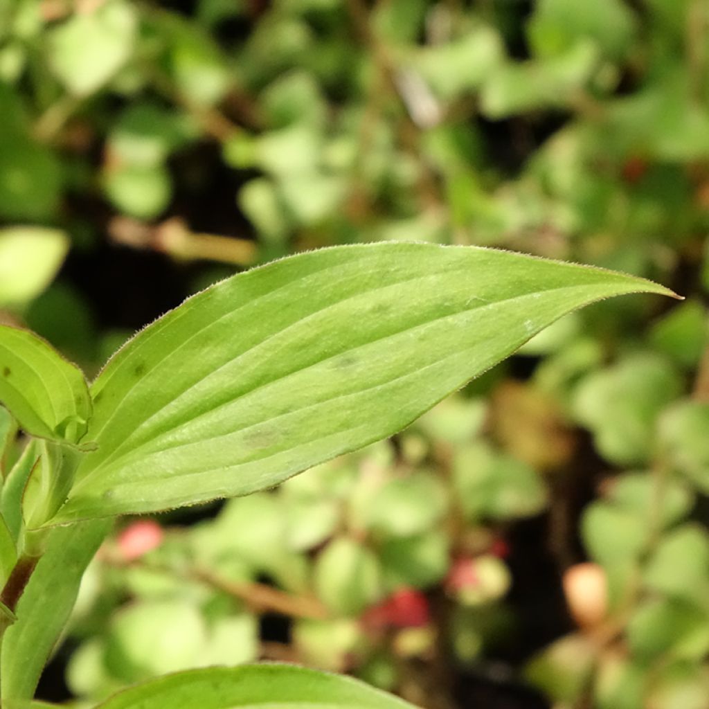 Lis Orchidée - Tricyrtis hirta Miyazaki