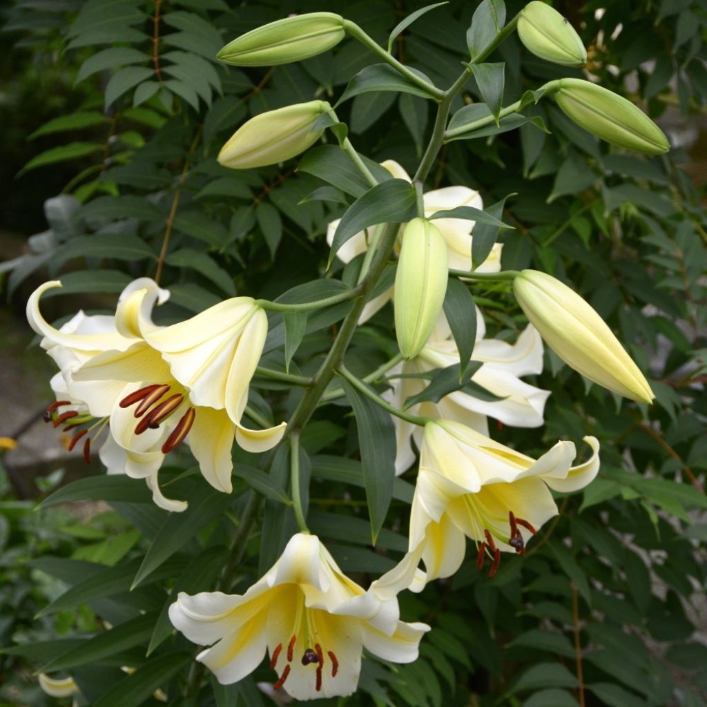Lis géant Honeymoon (Oriental/Trompette)