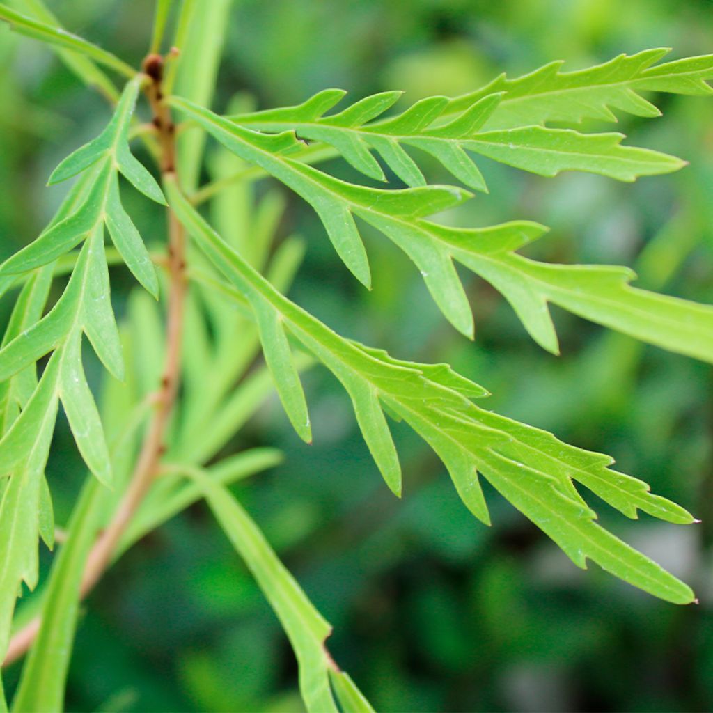 Lomatia silaifolia - Buisson frisé ou fougère persil