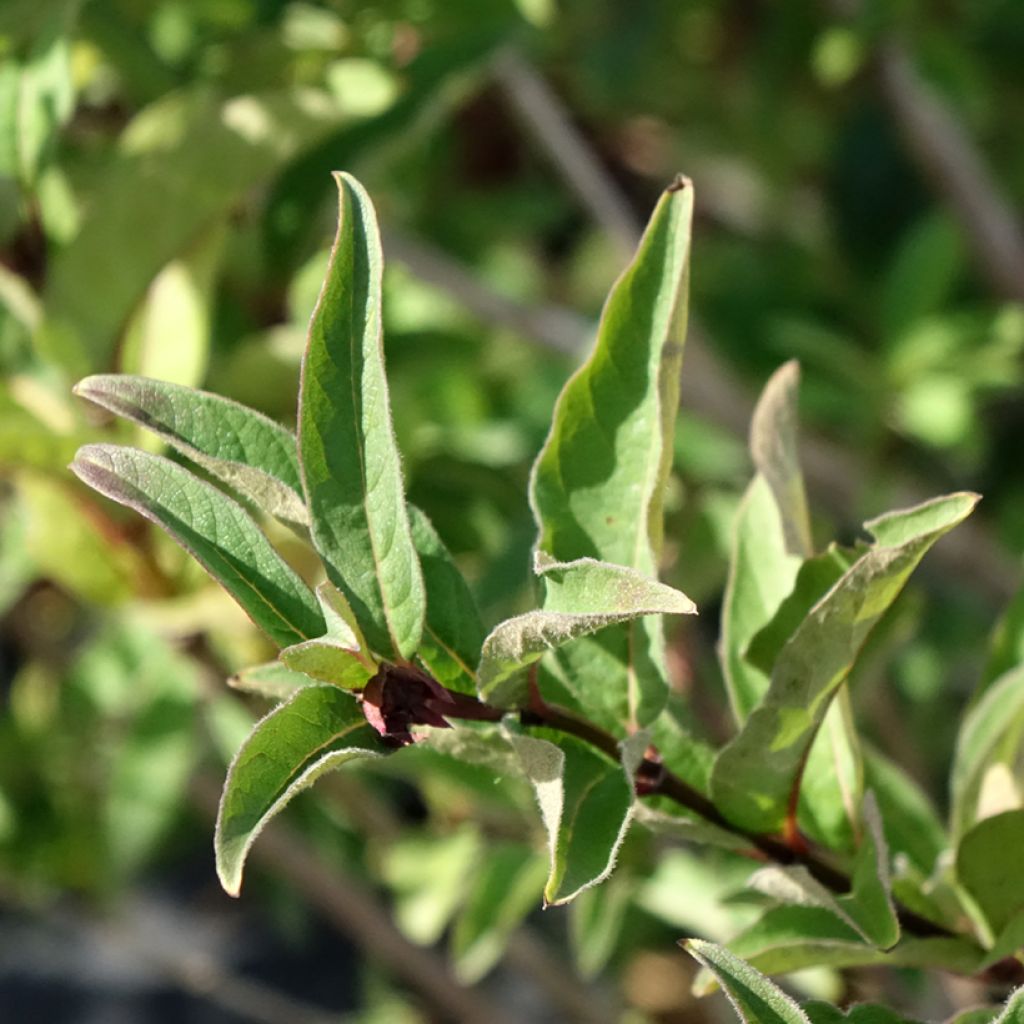 Lonicera involucrata var. ledebourii - Chèvrefeuille de Ledebour