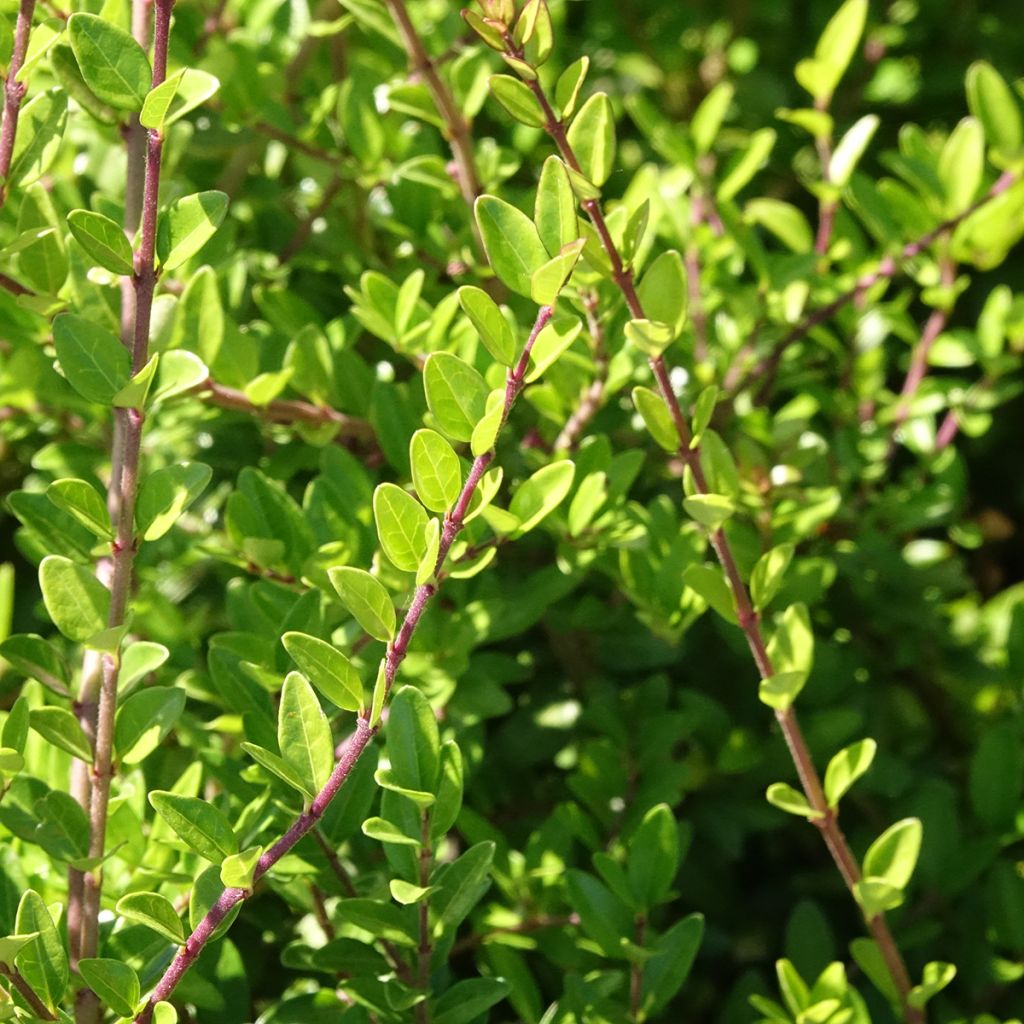 Lonicera nitida Hohenheimer Findling - Chèvrefeuille arbustif
