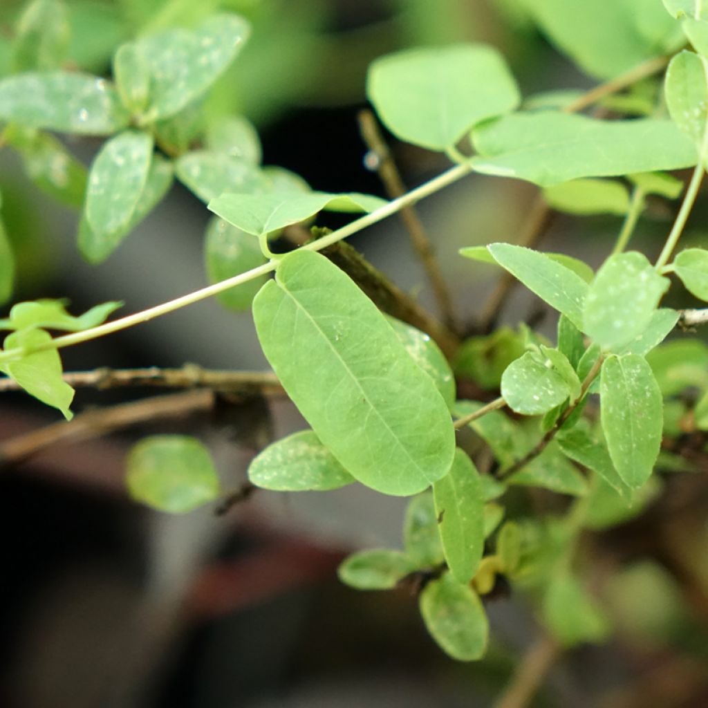 Lonicera syringantha - Chèvrefeuille lilas