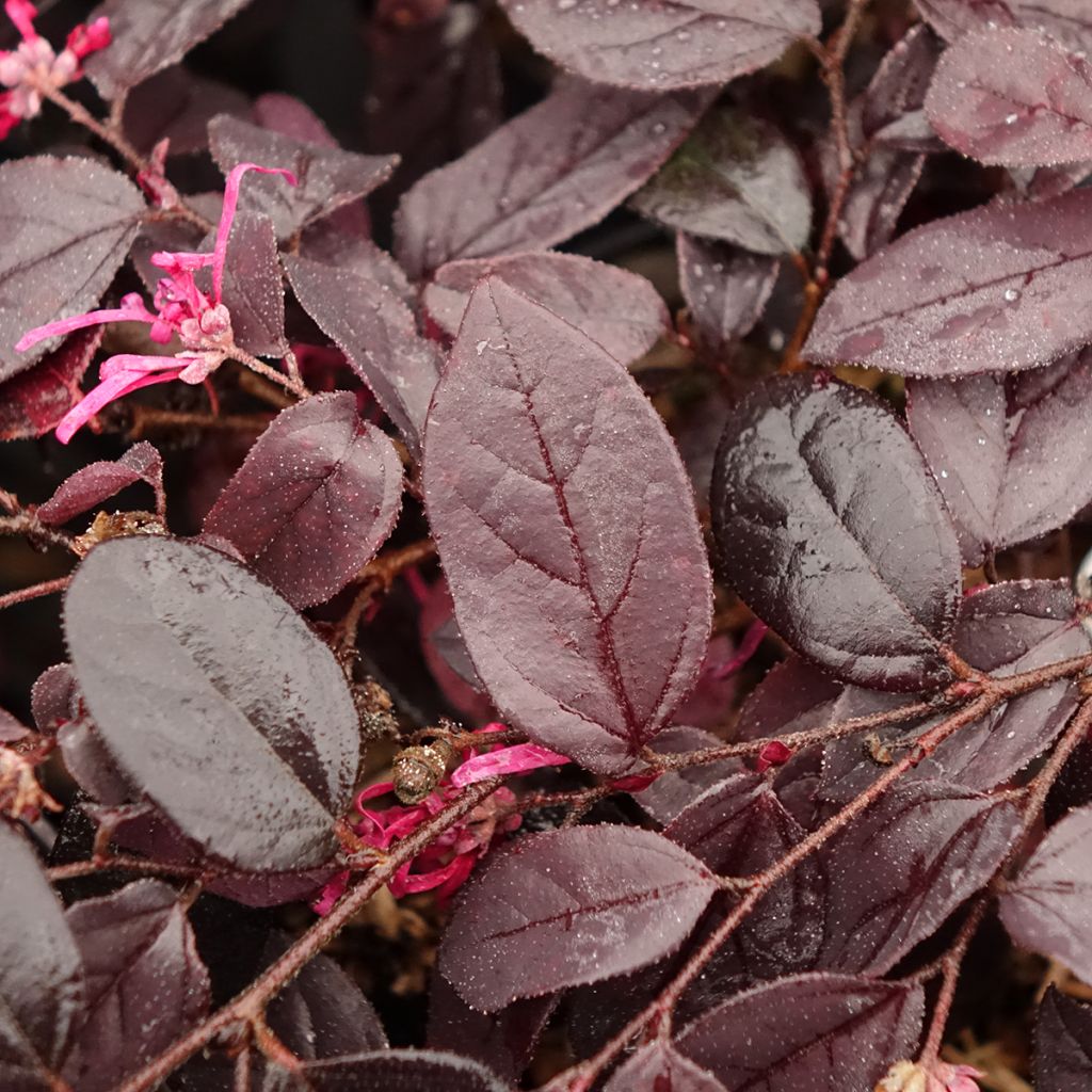 Loropetalum chinense Rouge de la Majorie - Loropétale de Chine