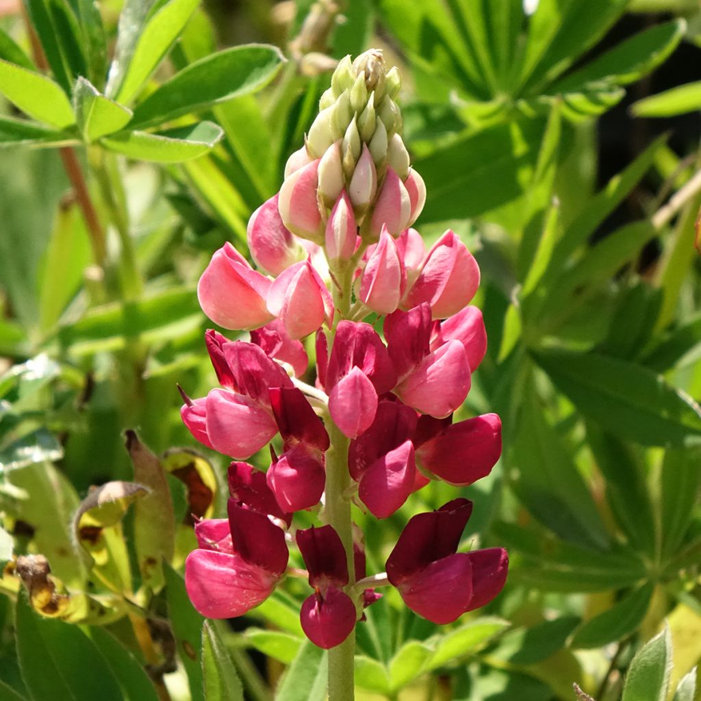 Lupin Gallery Red