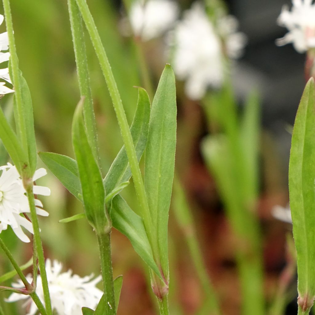 Lychnis flos-cuculi Petit Henri - Oeillet des prés blanc