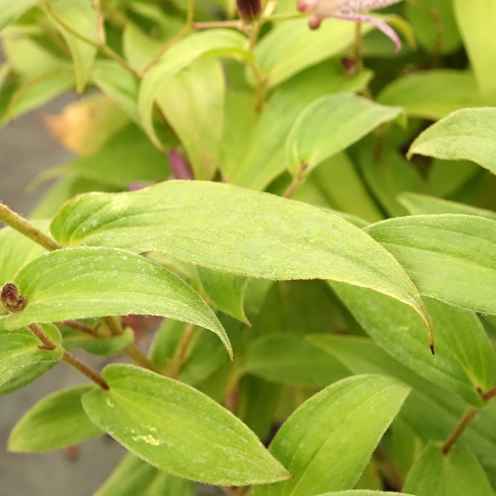 Lys orchidée - Tricyrtis formosana Pink Freckles