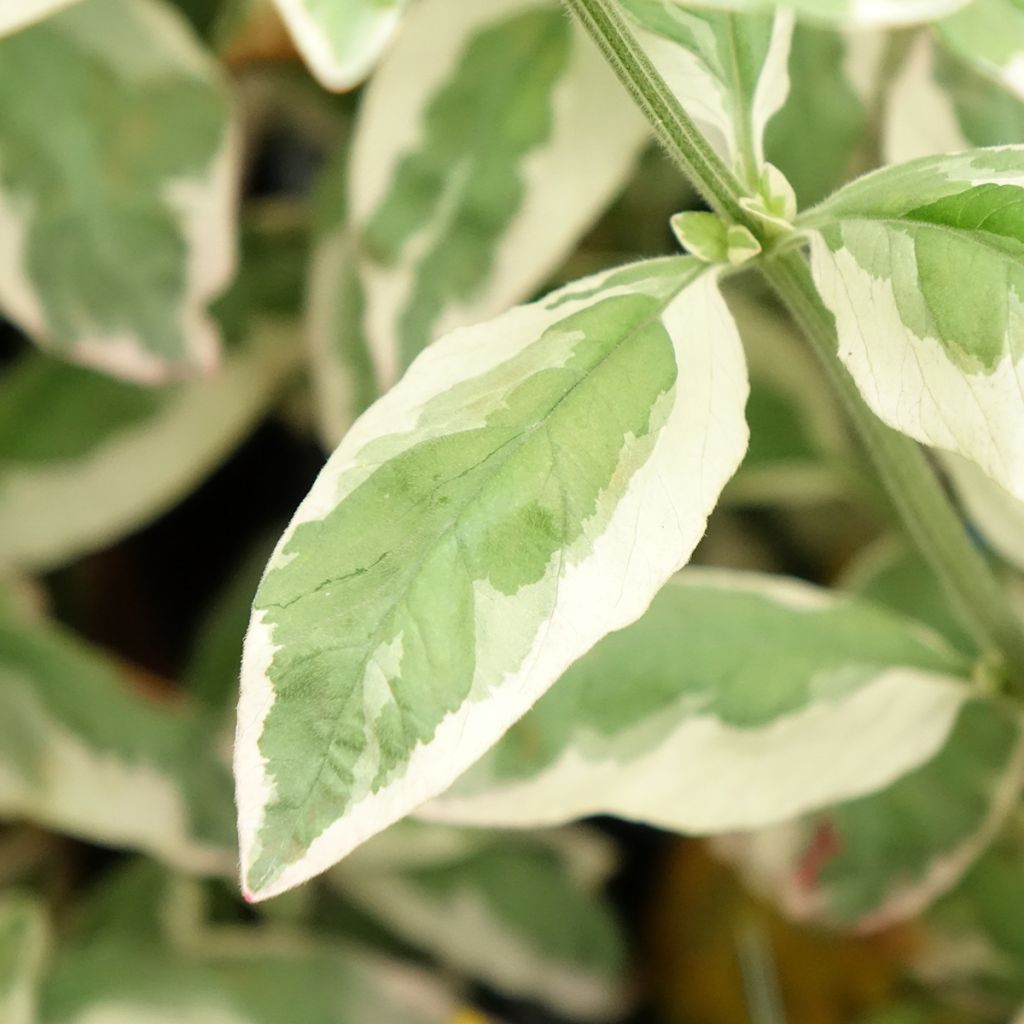 Lysimachia punctata Variegata - Lysimaque ponctuée