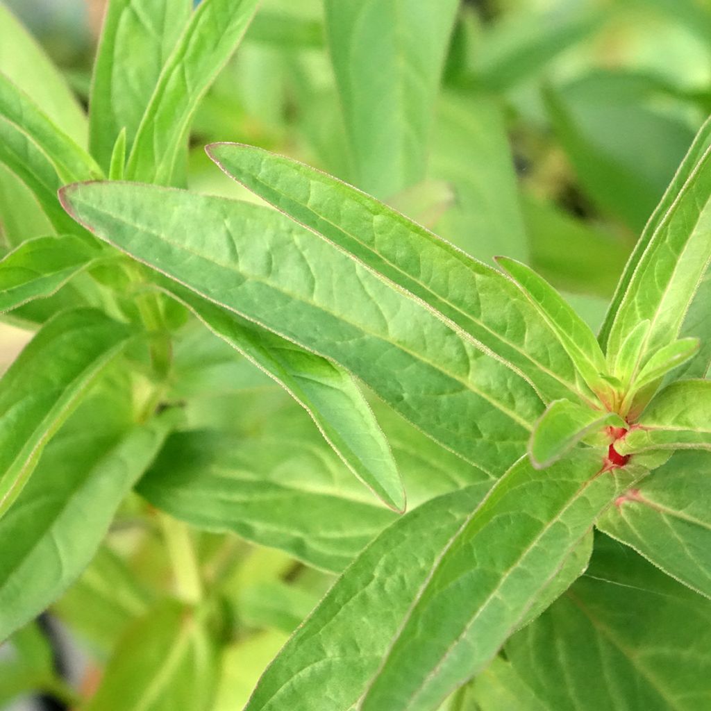 Lysimachia thyrsiflora - Lysimaque à fleurs en thyrse