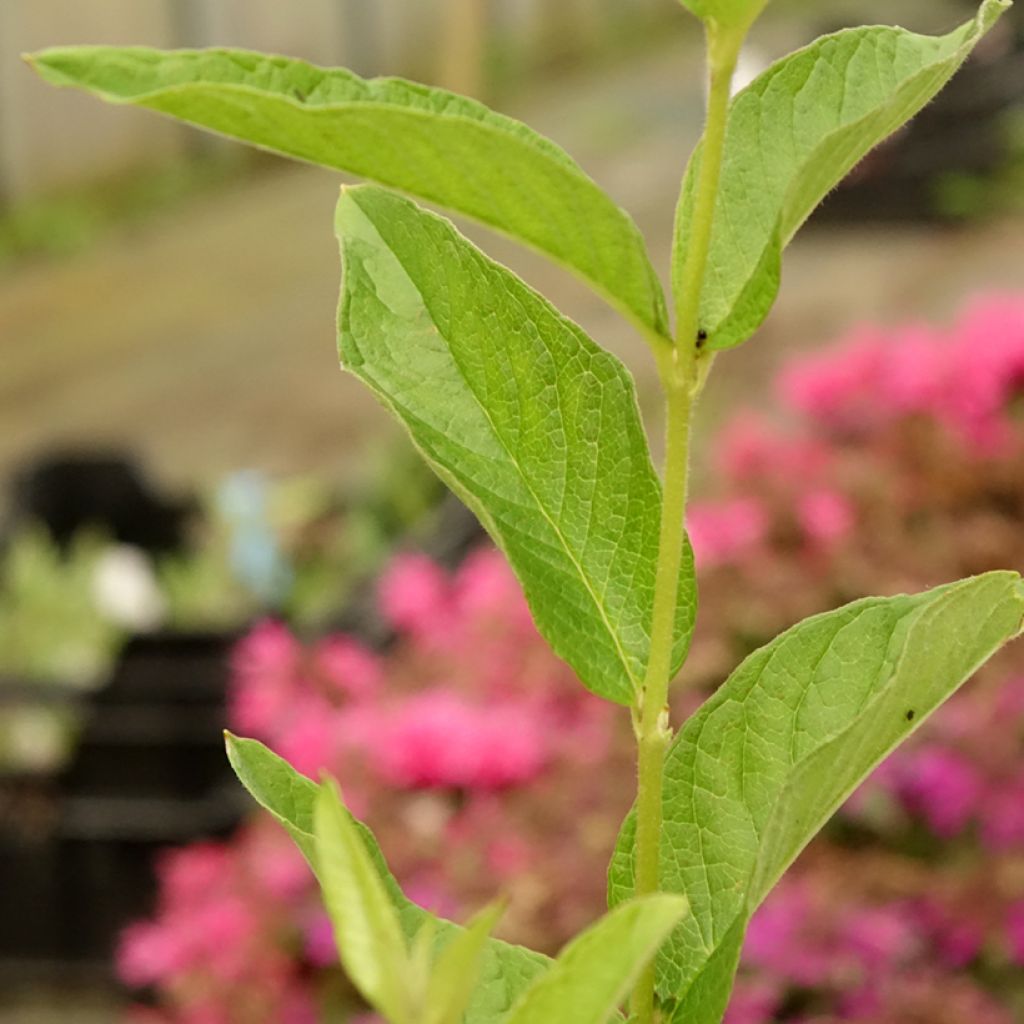 Lysimachia vulgaris - Lysimaque commune 