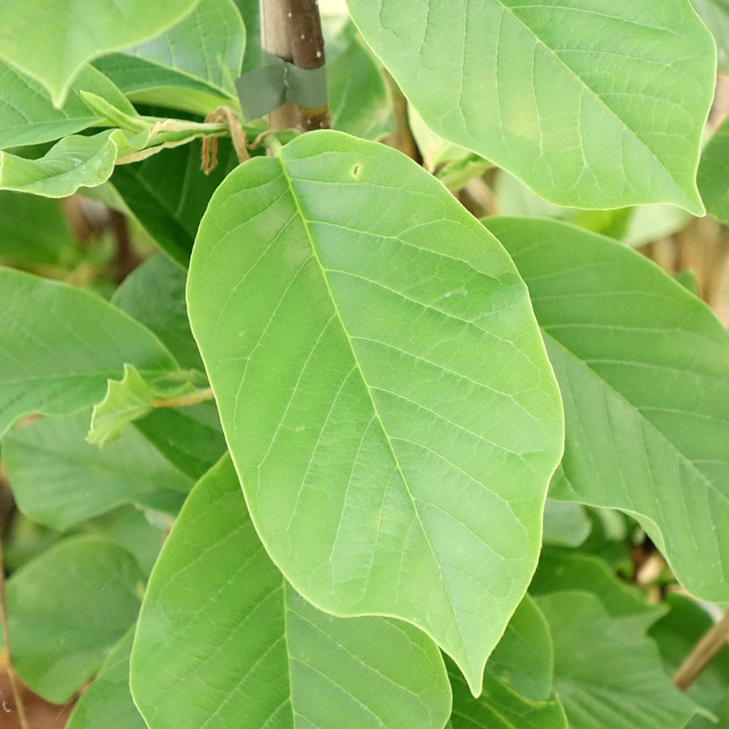 Magnolia Daybreak