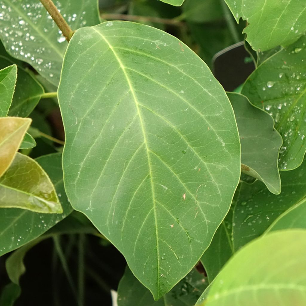 Magnolia denudata Sunrise