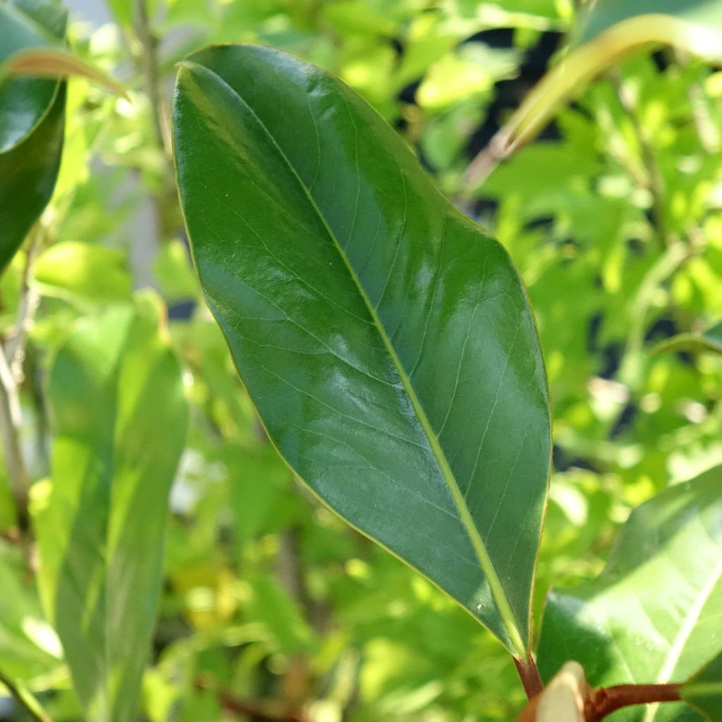 Magnolia grandiflora Kay Parris - Magnolia persistant