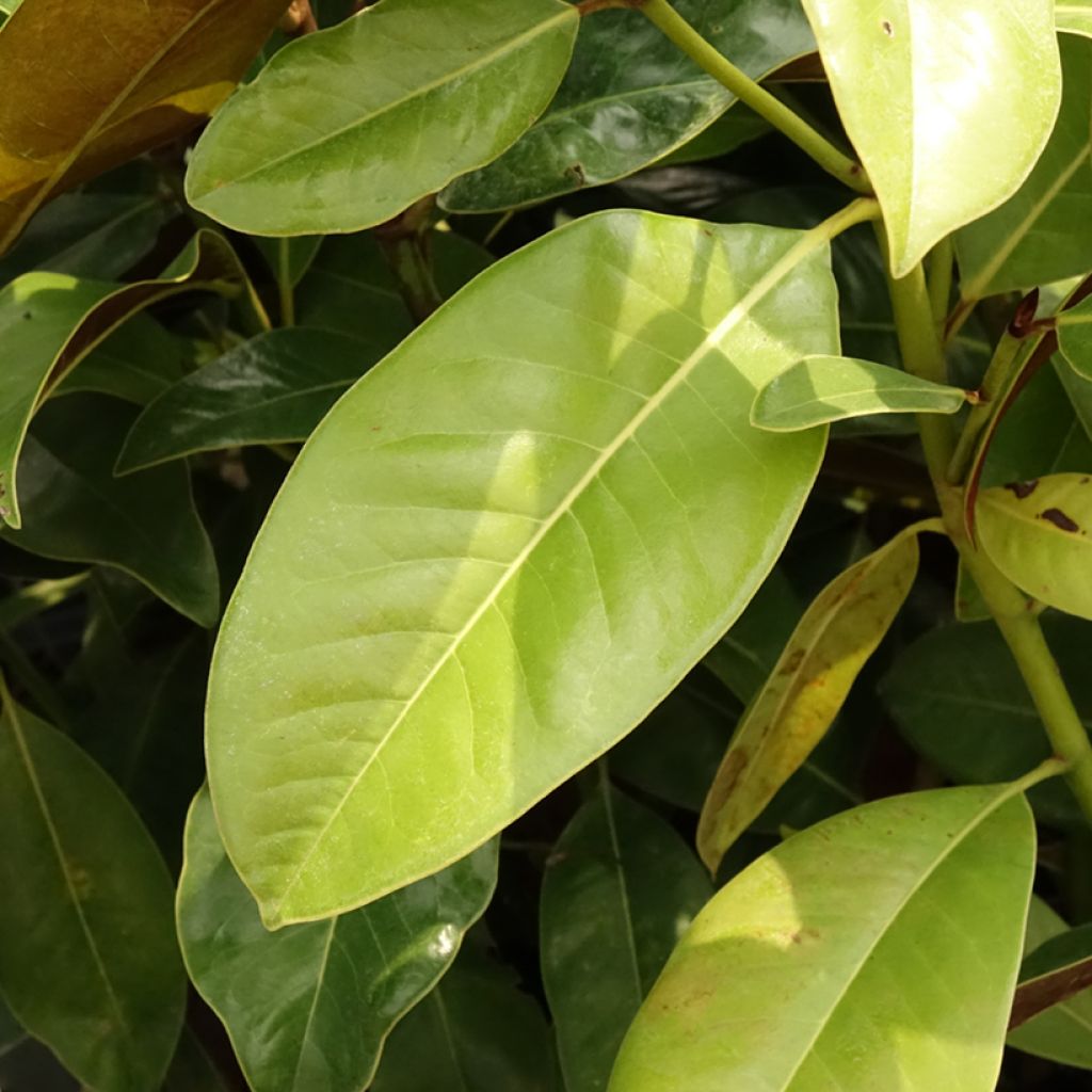 Magnolia grandiflora Victoria - Laurier-tulipier