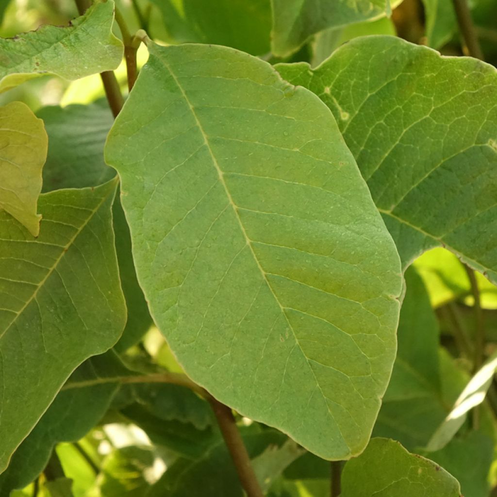 Magnolia kobus - Magnolia de Kobe