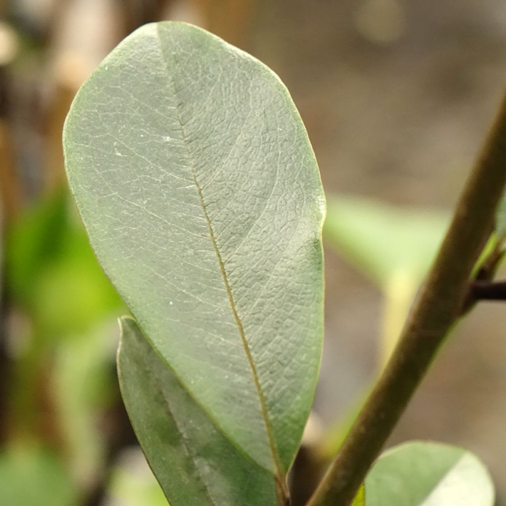 Magnolia laevifolia Achteraan - Michelia yunnanensis