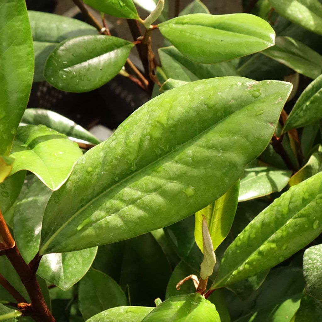 Magnolia persistant D.d. blanchard - Magnolias grandiflora