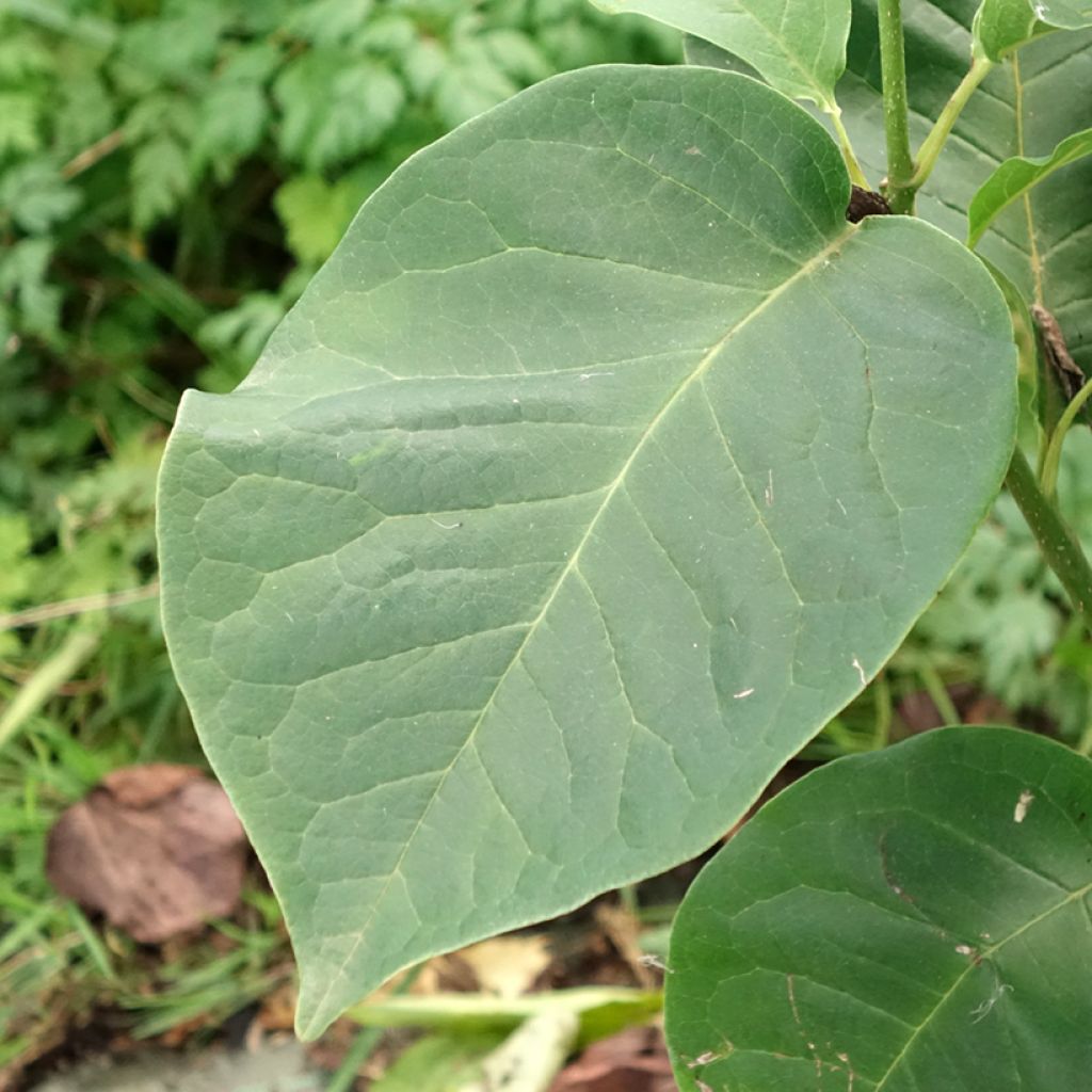 Magnolia x soulangeana Cameo 