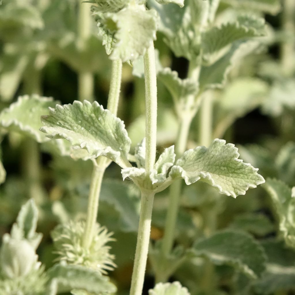 Marrubium incanum - Marrube gris ou blanchi 