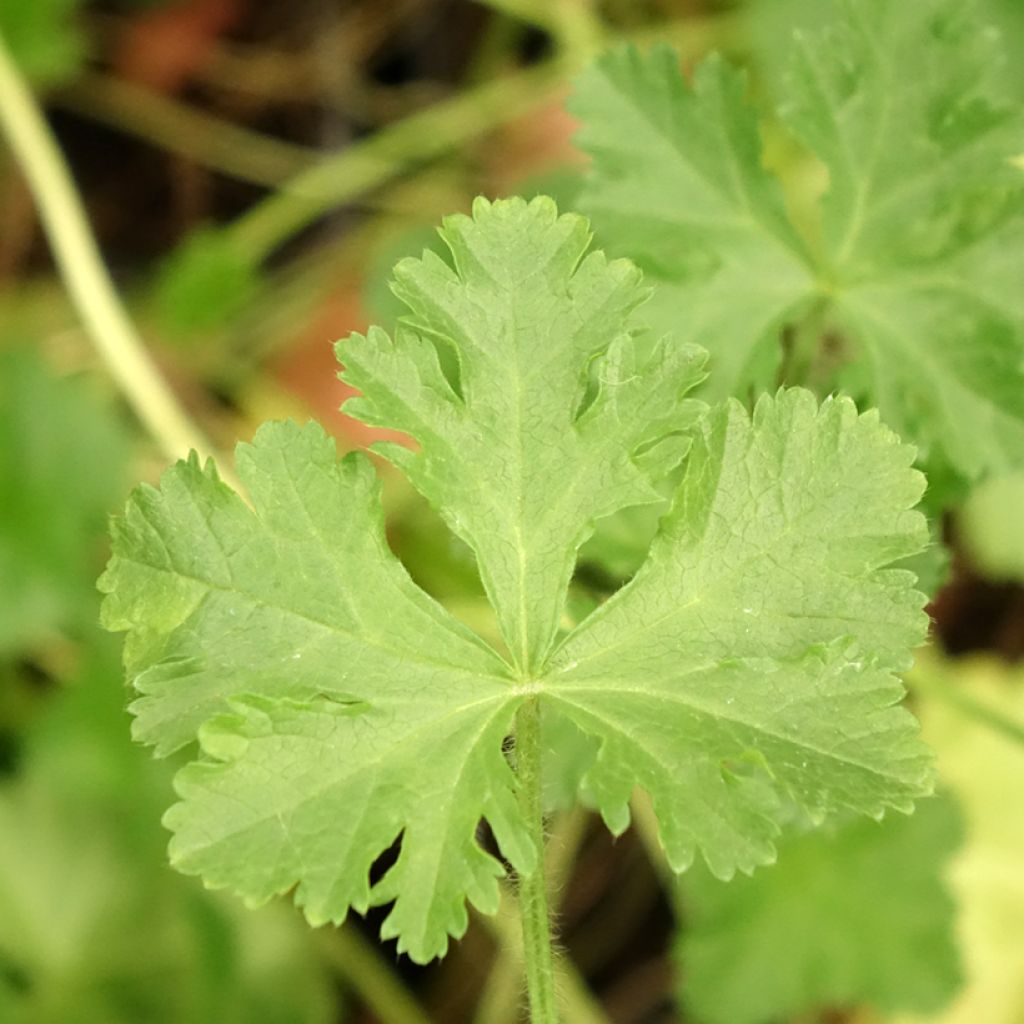 Mauve musquée - Malva moschata Rosea